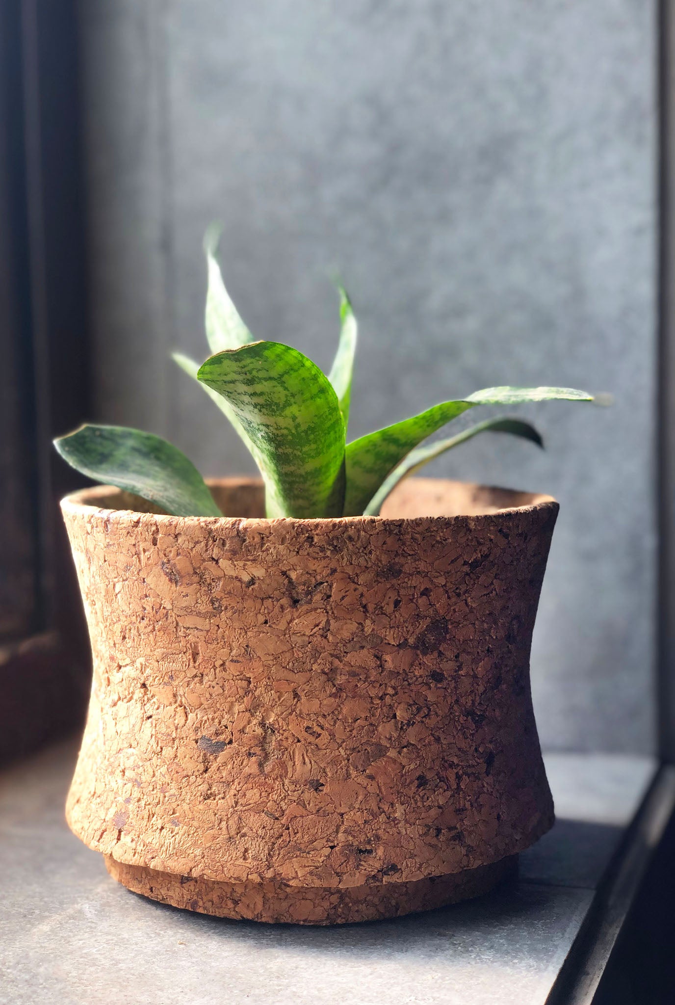 Create a Cork Plant Pot Cover for Your Houseplants! – Planterina